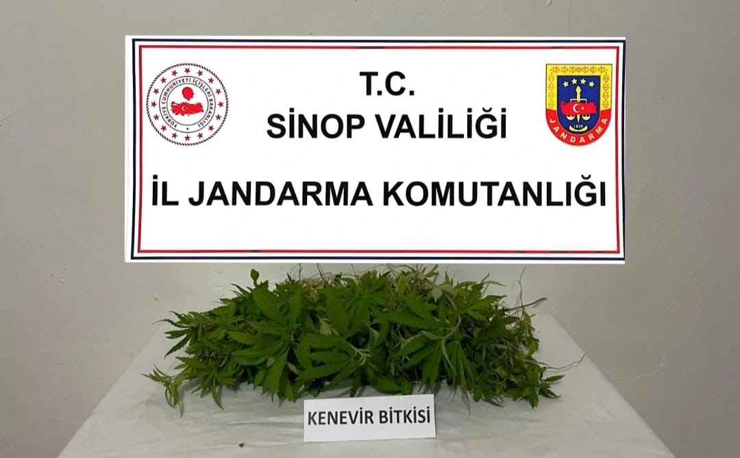 SİNOP’UN BOYABAT İLÇESİNDE YASA DIŞI EKİLMİŞ 226 KÖK KENEVİR ELE