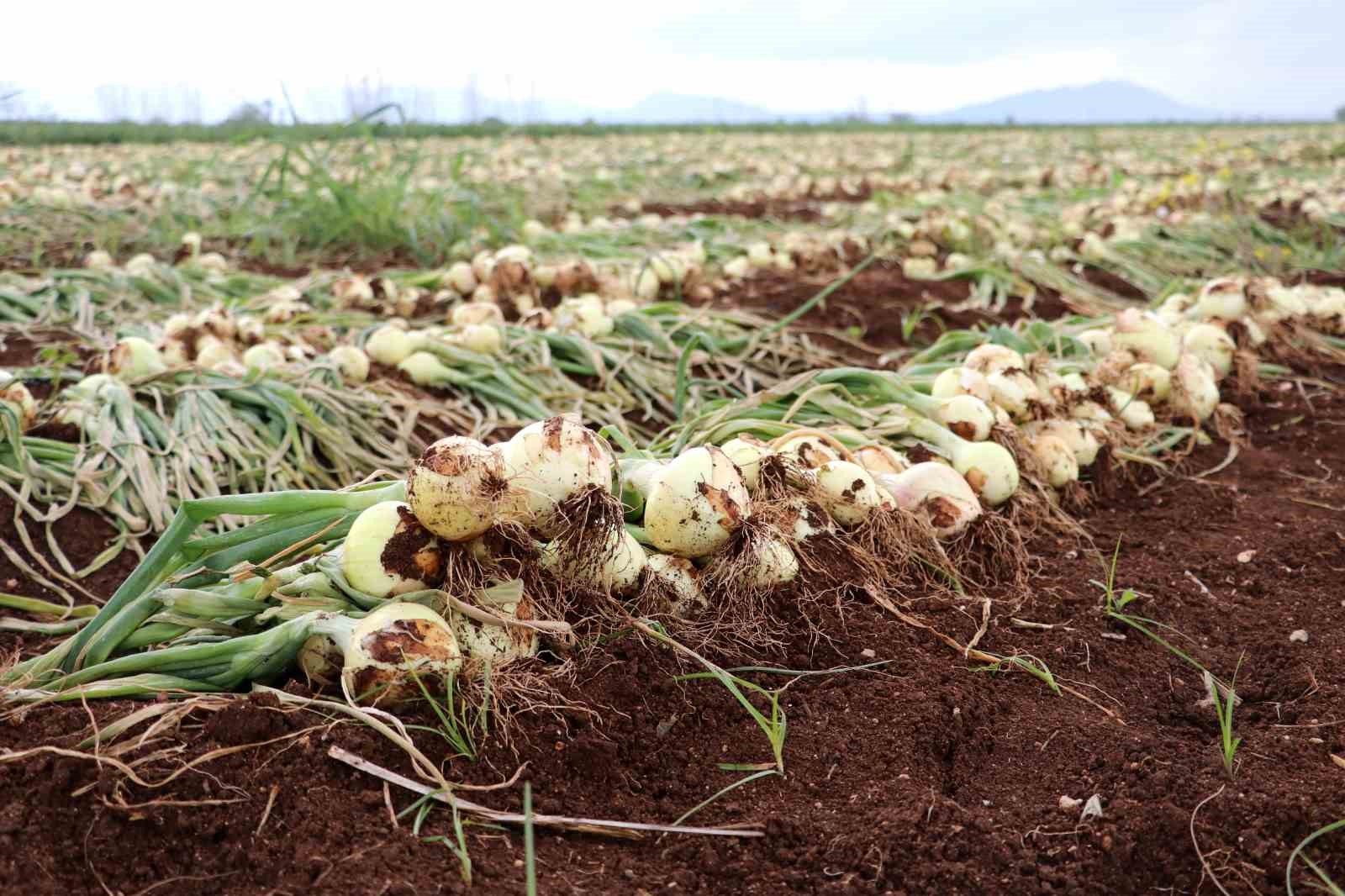 ADANA'DA TARLADA SOĞANIN KİLOGRAM FİYATI 6-7 LİRAYA KADAR DÜŞERKEN SOĞANA