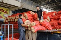 VERİMLİ ARAZİLERİN BULUNDUĞU ADANA'DA BU SENE 23 BİN DÖNÜM ALANDA