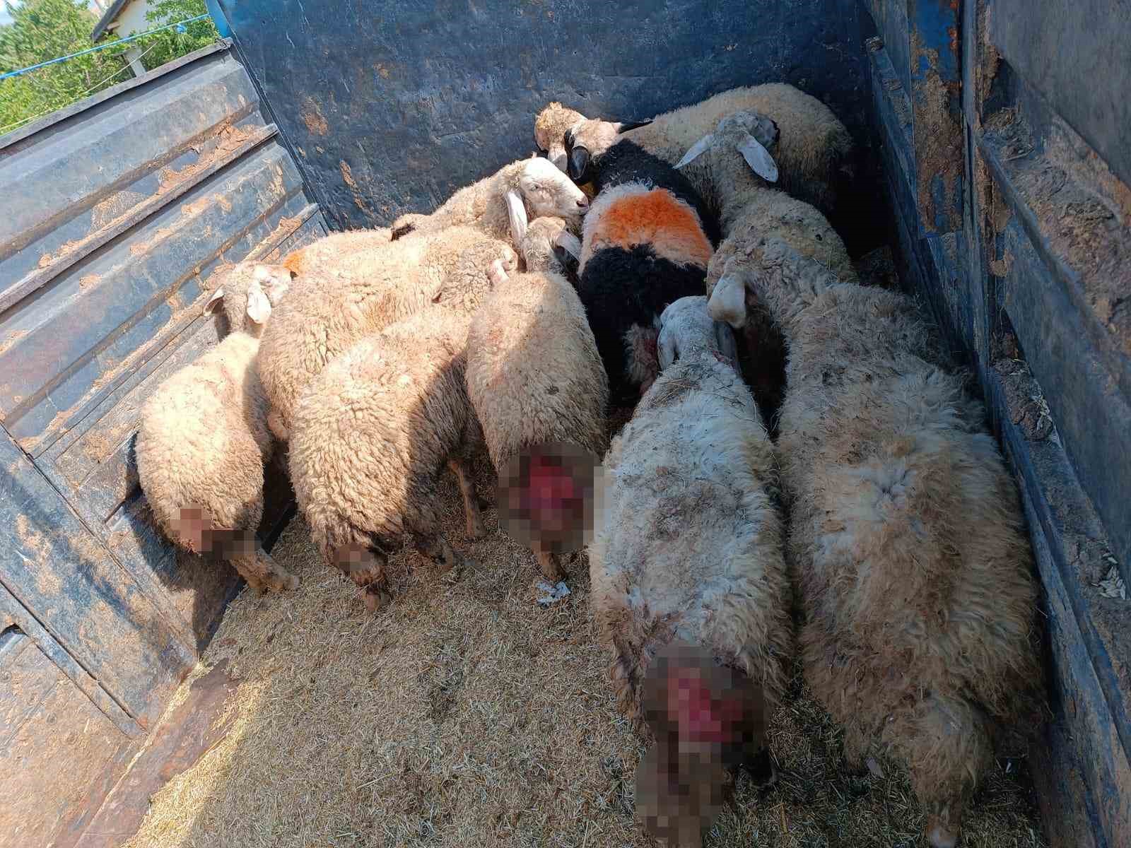 KIRŞEHİR'İN KINDAM MAHALLESİ'NDE SOKAK KÖPEKLERİ, VATANDAŞIN KURBAN İÇİN ALDIĞI KÜÇÜKBAŞ