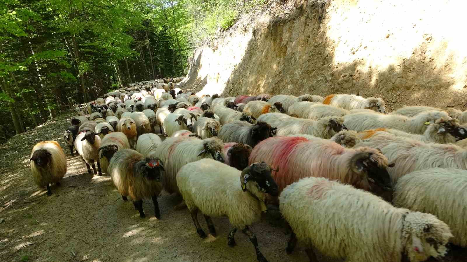 DOĞU KARADENİZ BÖLGESİNDE HAVALARIN ISINMAYA BAŞLADIĞI BU GÜNLERDE YAYLALARA GÖÇ