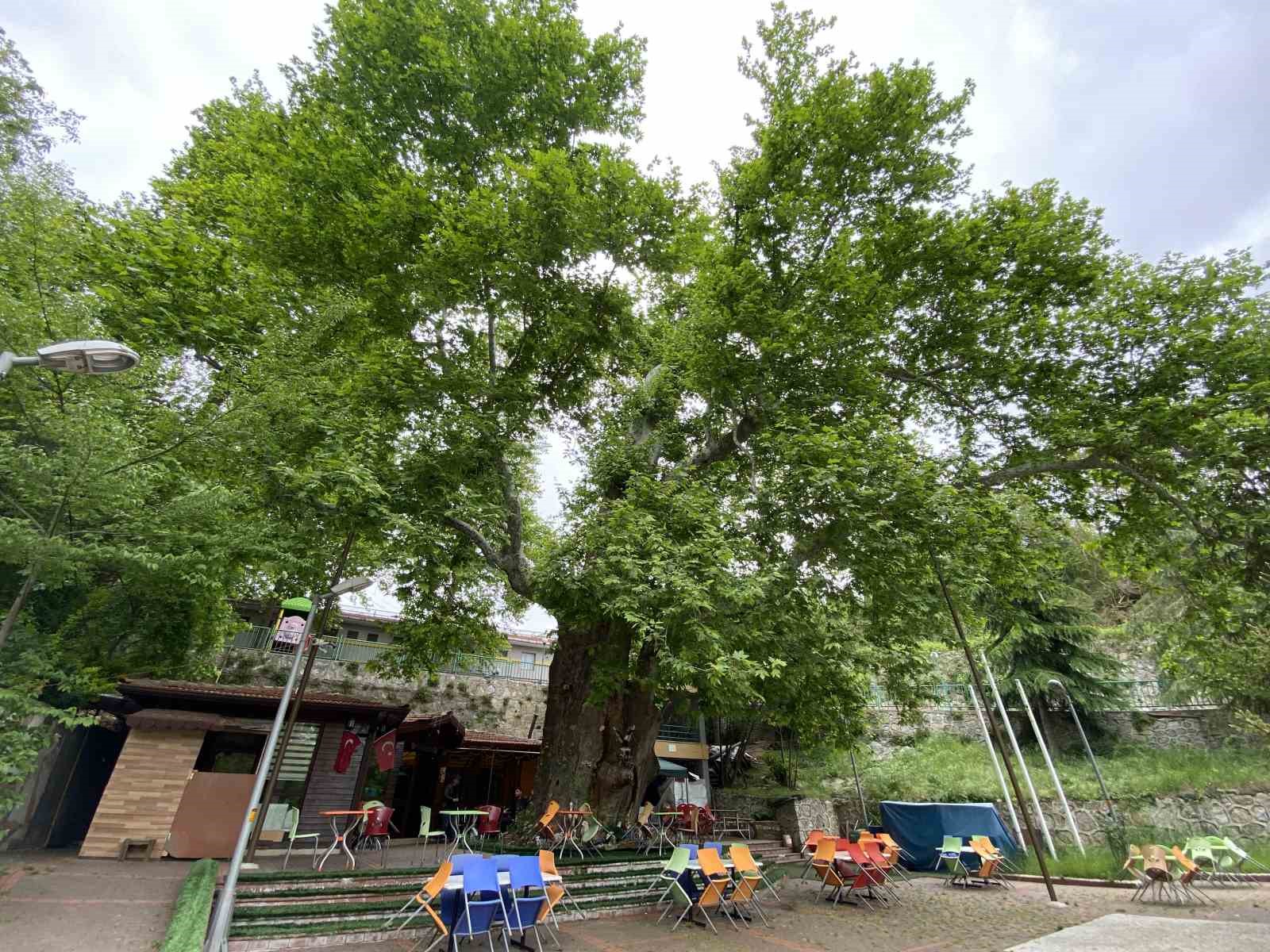 KOCAELİ’NİN İZMİT İLÇESİNDE BULUNAN BİN YILLIK DEVASA ÇINAR AĞACI ADETA