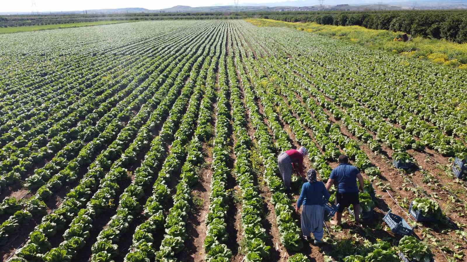 TARIMDA ÜRETİCİ ENFLASYONU NİSANDA YÜZDE 71,52’YE GERİLEDİ