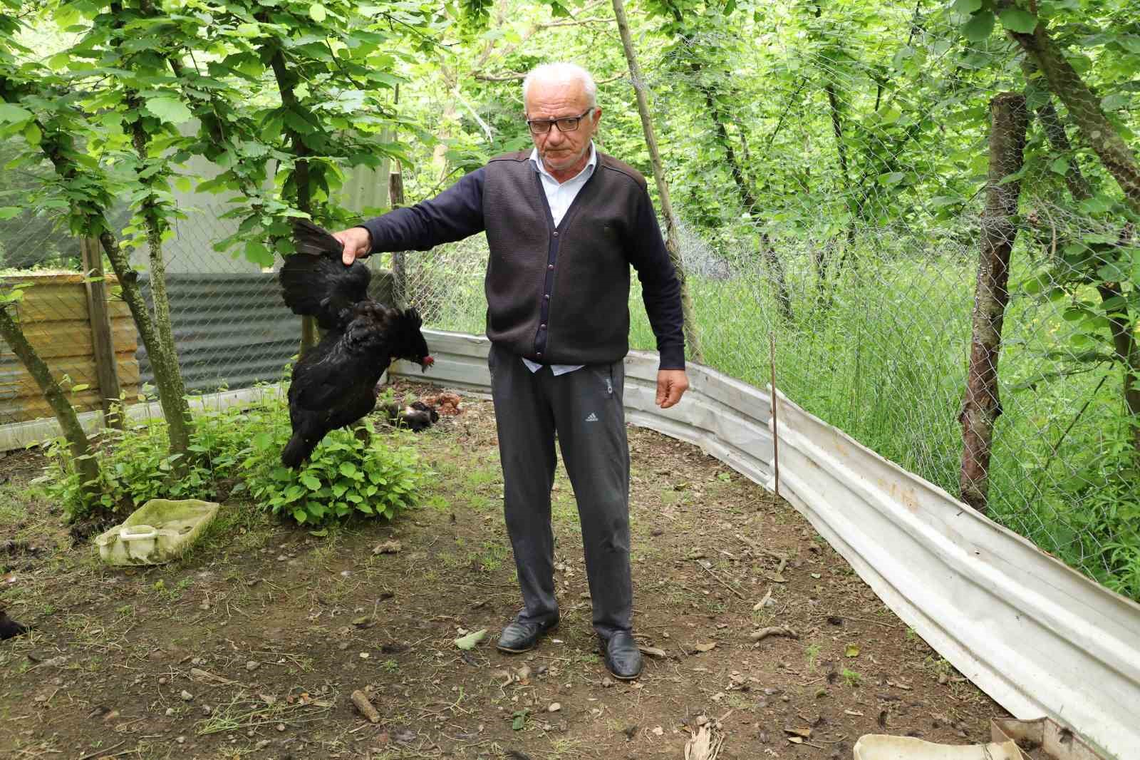 BAYRAK, “GEÇEN SENE, BELEDİYE TARAFINDAN MAHALLEMİZİN TEPESİNE BIRAKILAN KÖPEKLER, 70