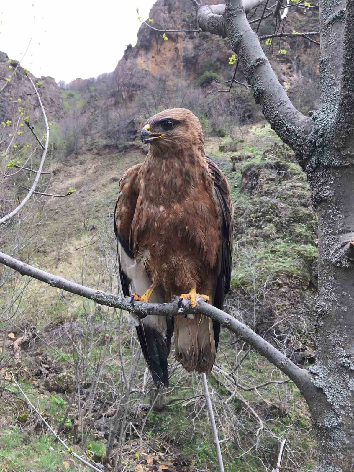TUNCELİ’DE TEDAVİLERİ TAMAMLANAN KIZIL ŞAHİN VE ALACA BAYKUŞ YENİDEN DOĞAL