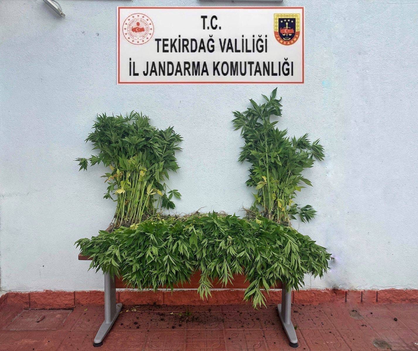 TEKİRDAĞ'IN ERGENE İLÇESİNDE TARLAYA KENEVİR BİTKİSİ EKTİKLERİ ÖNE SÜRÜLEN 2
