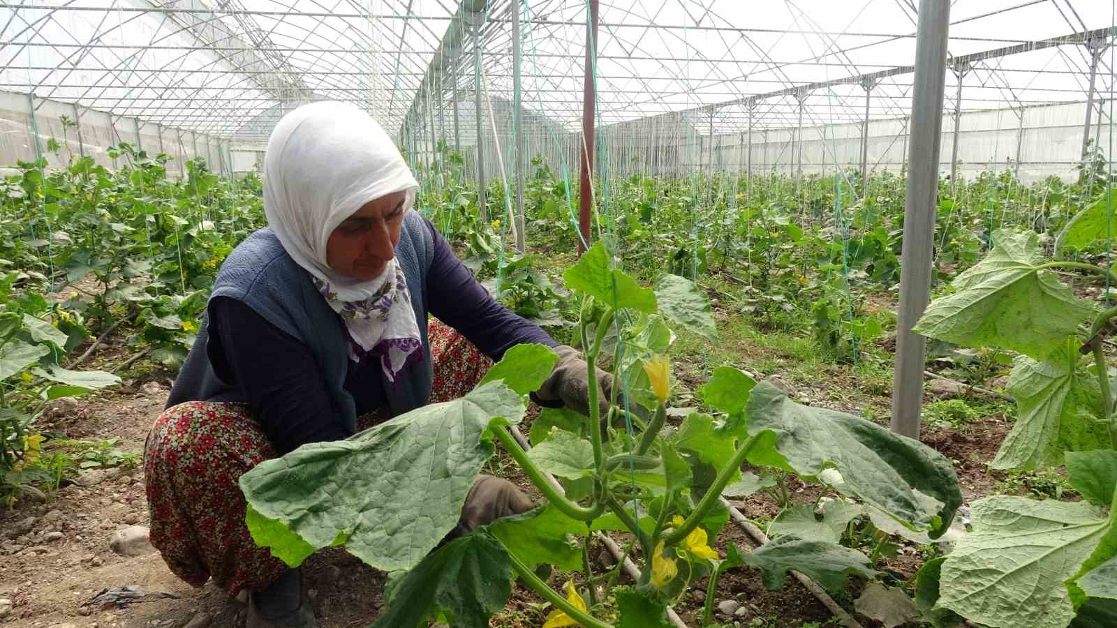 TOKAT'TA SERALARDA SALATALIK HASADI BAŞLADI, SEBZE HALİNDE 8 LİRADAN PAZARDA
