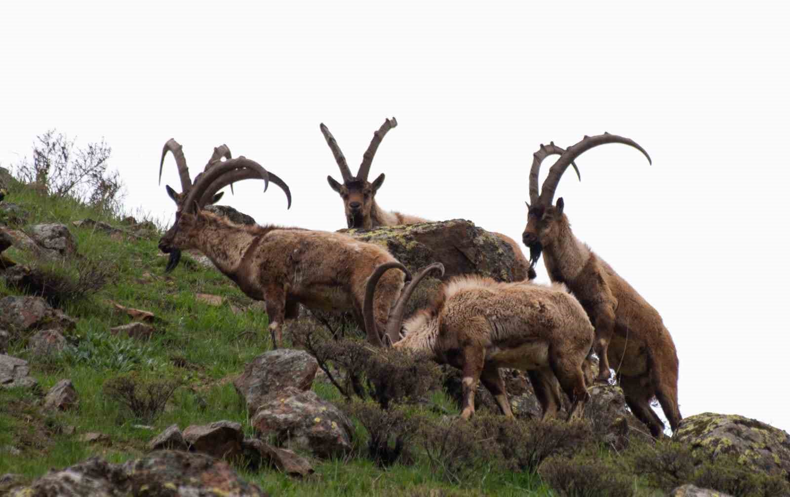TUNCELİ’DE ANNE VE 3 YAVRU BOZ AYI VE ÇİFTLEŞME SONRASI