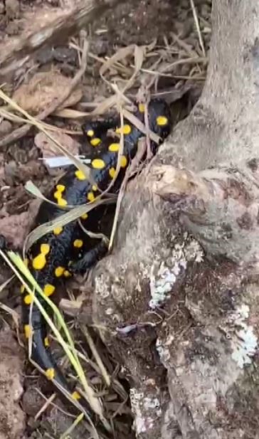 TUNCELİ’DE SOYU AZALAN VE KORUMA ALTINDA BULUNAN LEKELİ SEMENDER GÖRÜNTÜLENDİ.