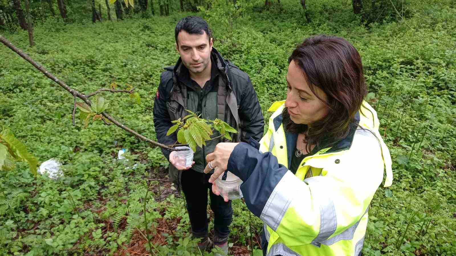 TÜRKELİ ORMANLARINDA MÜCADELE ALANLARI GENİŞLETİLİYOR TÜRKELİ İLÇESİNDE, KESTANE ORMANLARINDA GÖRÜLEN