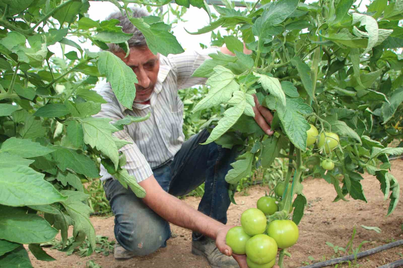 TÜRKİYE'NİN DOMATES İHTİYACININ YÜZDE 30'U BU BÖLGEDEN SAĞLANACAK