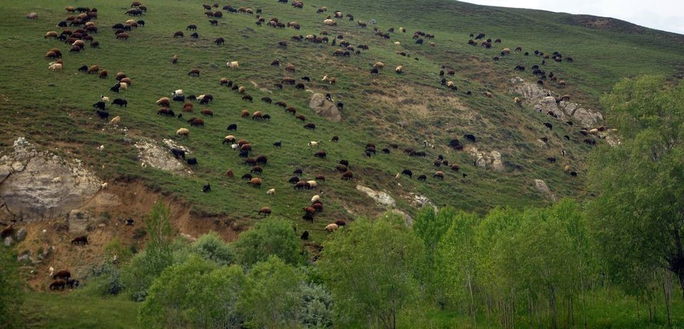 ERZURUM 1 MİLYON 591 BİN 784 HEKTARLIK ÇAYIR VE MERA