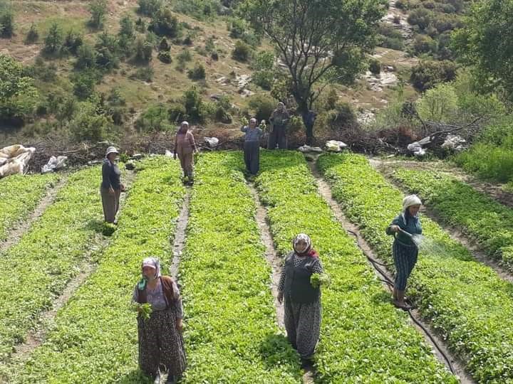 MANİSA'NIN SARIGÖL İLÇESİNDE TÜTÜN DİKİMLERİ YOĞUN BİR ŞEKİLDE DEVAM EDİYOR.