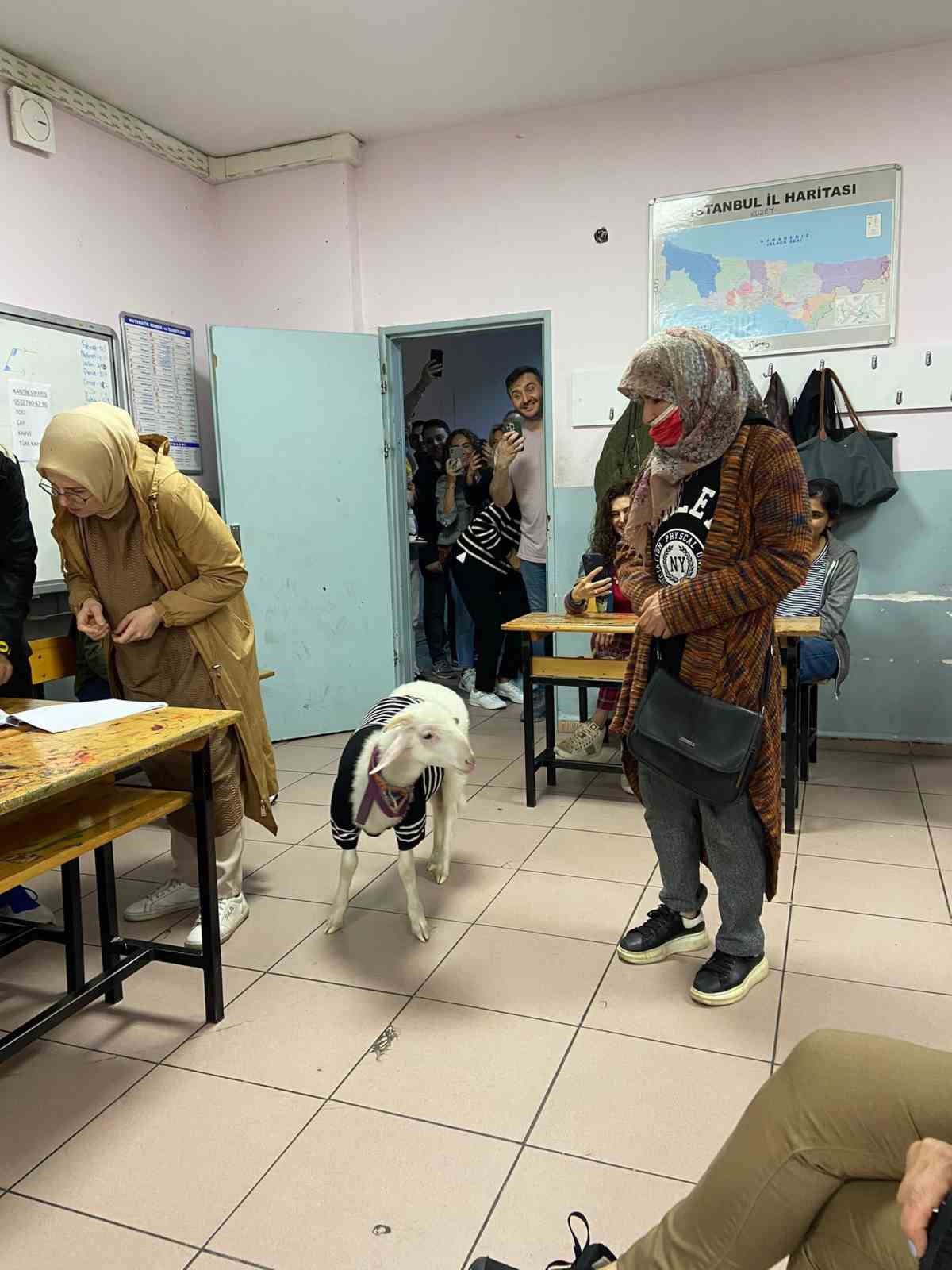 SARIYER'DE BİR KADIN, ÜZERİNE KAZAK GİYDİRDİĞİ KUZUSUYLA BİRLİKTE SANDIK BAŞINA