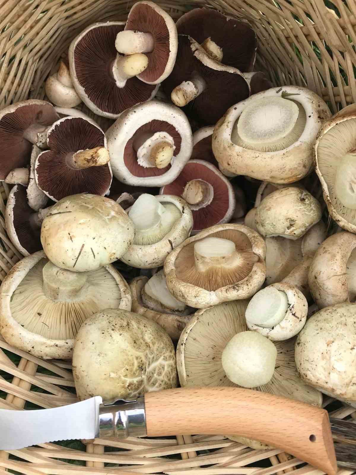 KENDİLERİNE HAS KOKU, LEZZET VE AROMASIYLA DİKKAT ÇEKEN DOĞAL MANTARLAR
