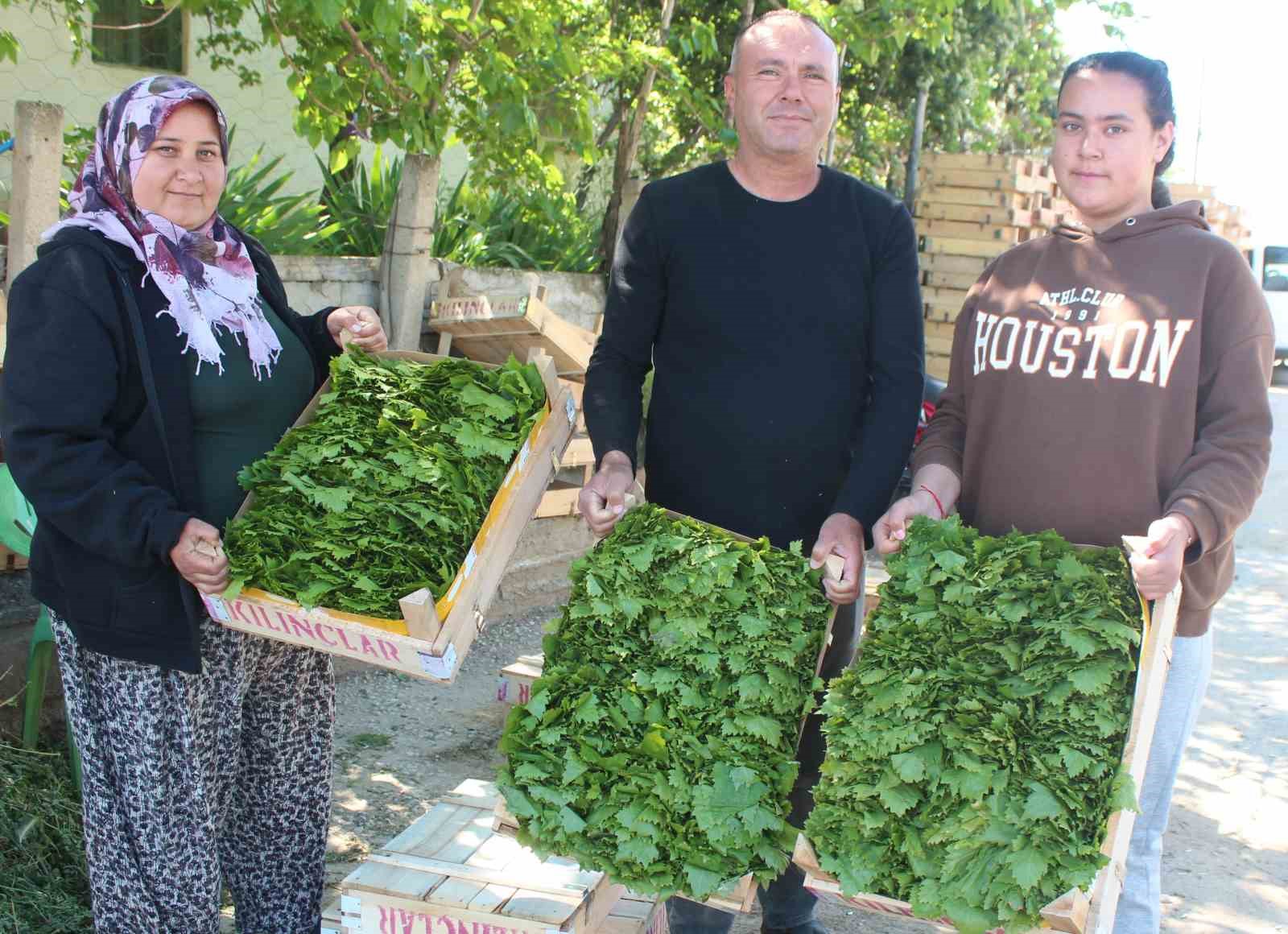 MANİSA'DA ÜZÜMÜN YANINDA ÖNEMLİ BİR GELİR KAYNAĞI OLAN ASMA YAPRAĞI