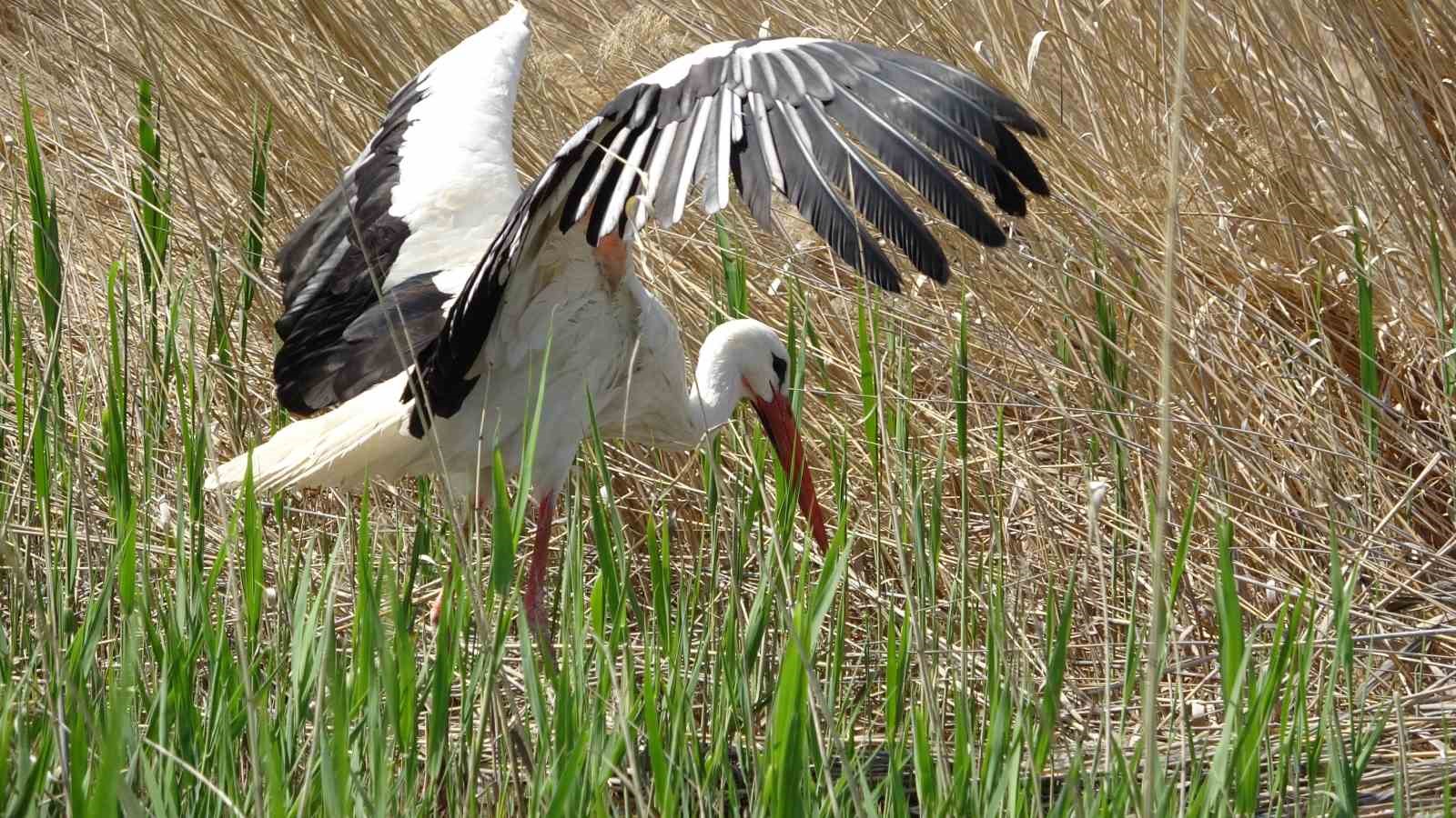 VAN GÖLÜ HAVZASINDA BİRÇOK NOKTADA YANAN SAZLIK ALANLARI YAĞMURLARIN YAĞMASIYLA