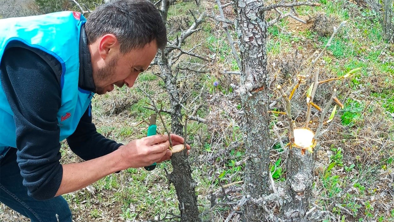 GİRESUN’UN ALUCRA İLÇESİNDE İMAM HATİP İLYAS DURMUŞ, DOĞADAKİ YABANİ AĞAÇLARI