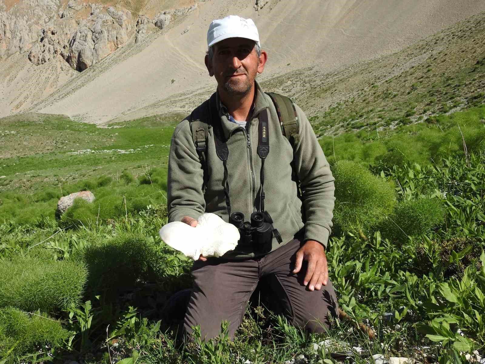 YAĞMURLARIN ARDINDAN VATANDAŞLAR MANTAR TOPLUYOR