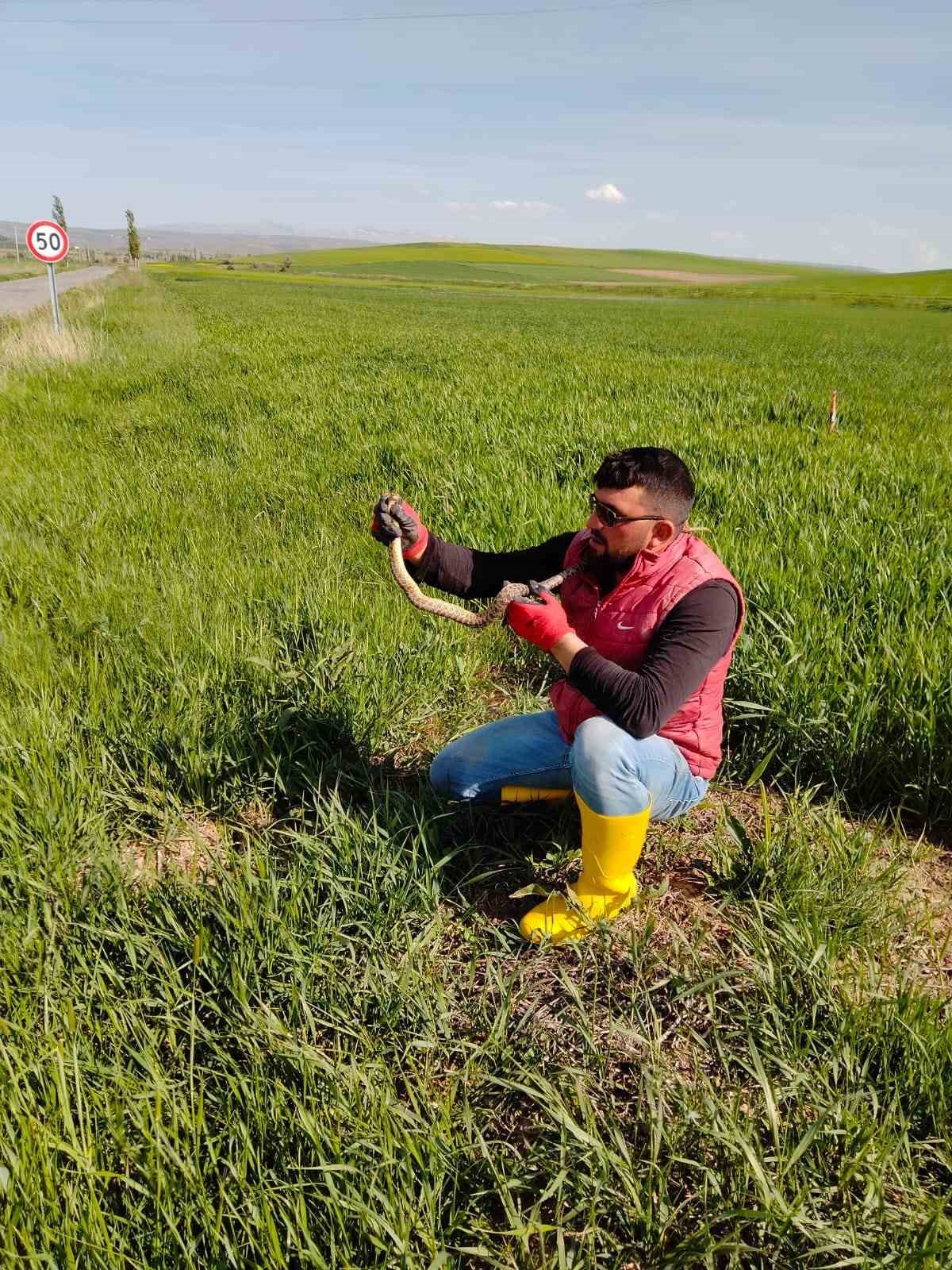 SİVAS’TA BİR VATANDAŞ ARAZİDE YAKALADIĞI YILANLA KEDİ YAVRUSU GİBİ OYNADI.