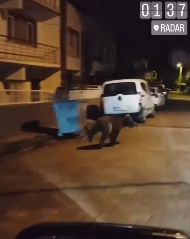 YALOVA’DA ŞEHİR MERKEZİNE İNEN AYI BÖLGEDEN ARACIYLA GEÇEN VATANDAŞ TARAFINDAN