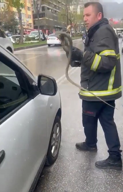 YALOVA'DAN GETİRDİĞİ SAKSI ÇİÇEKLERİNİN ARASINDAN YILAN ÇIKTI