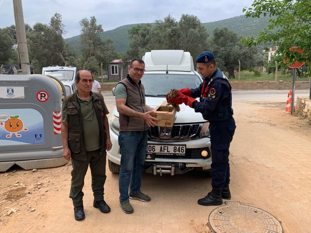 MUĞLA’NIN BODRUM İLÇESİNDE JANDARMA EKİPLERİNCE BULUNAN YARALI BAYKUŞ, TEDAVİ ALTINA