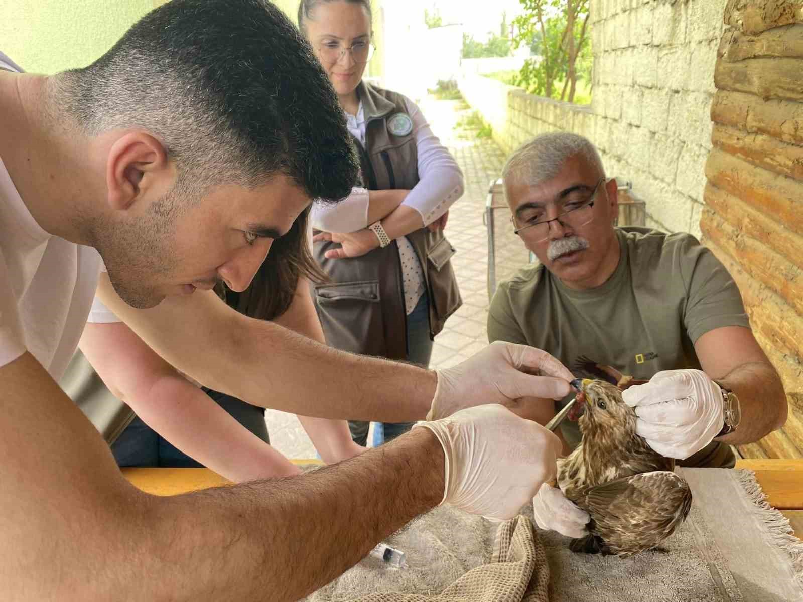 YARALI BULUNAN ŞAHİN TEDAVİ ALTINA ALINDIYARALI BULUNAN ŞAHİN TEDAVİ ALTINA