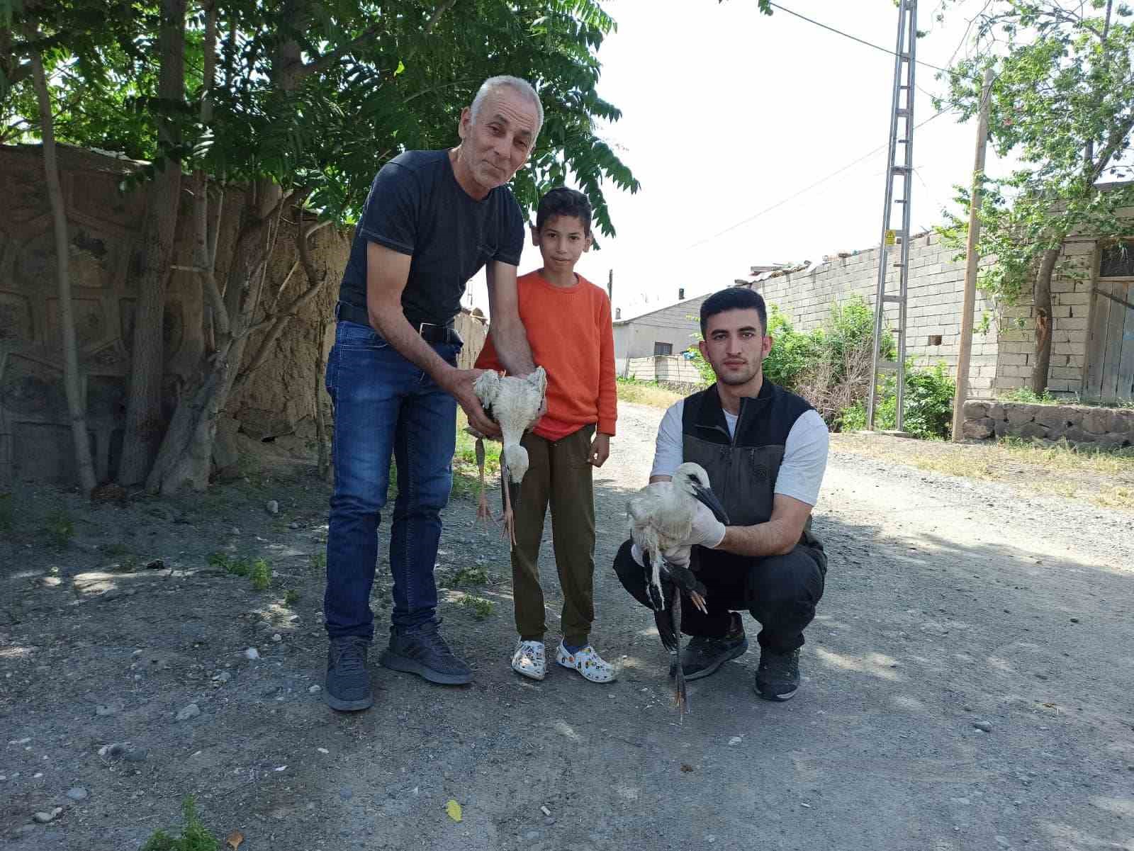 YARALI BULUNAN YAVRU LEYLEKELR TEDAVİ ALTINA ALINDI