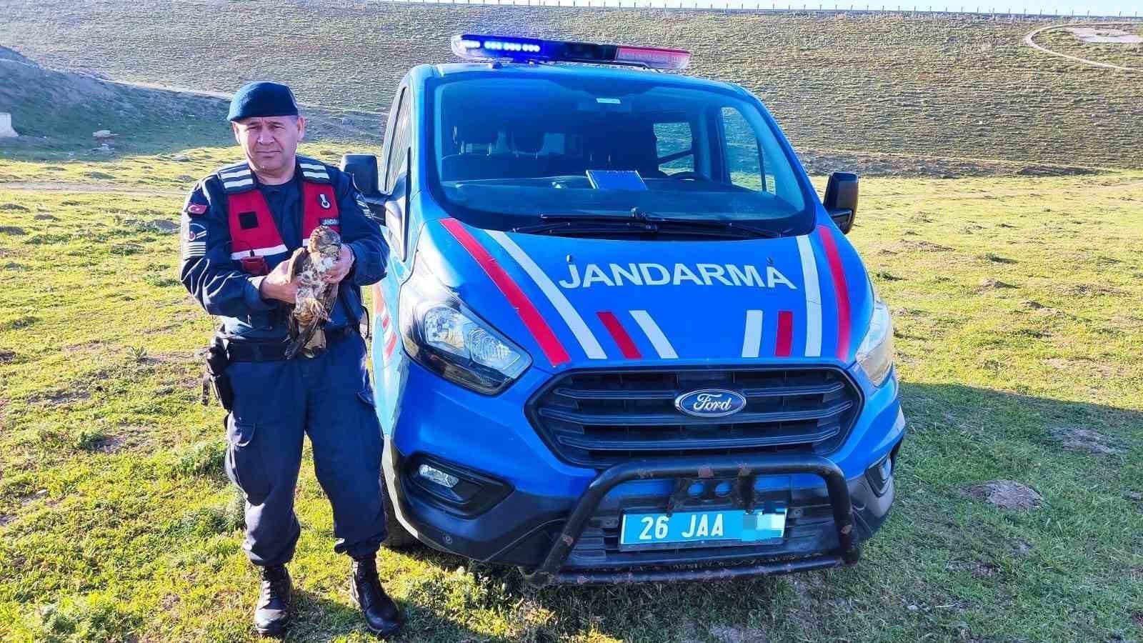 ESKİŞEHİR’DE JANDARMA EKİPLERİNCE KANADINDAN YARALI HALDE BULUNAN ŞAHİN TEDAVİSİ YAPTIRILARAK