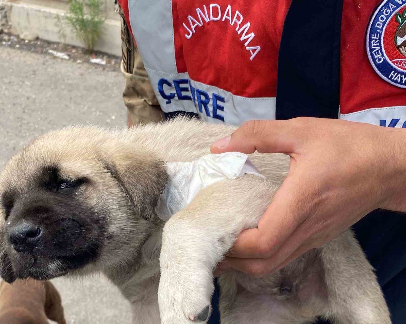 YARALI YAVRU KÖPEĞE HAYVANLARI KORUMA TİMİ MÜDAHALE ETTİ