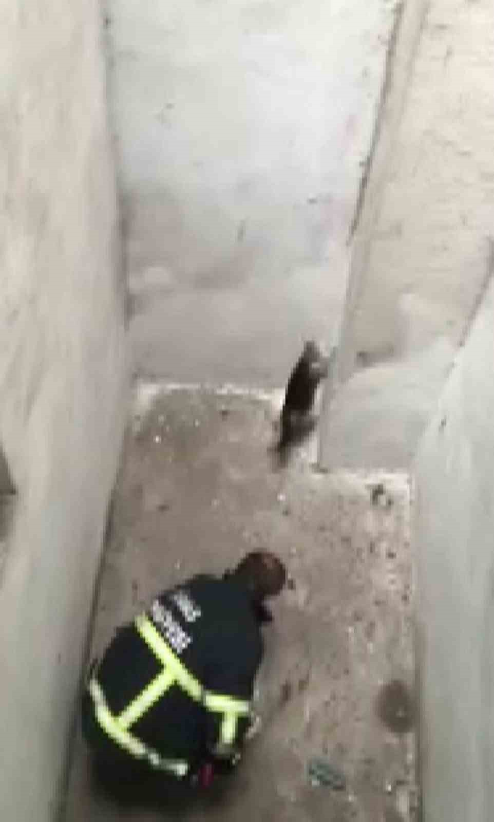 SİVAS’TA HAVALANDIRMA BOŞLUĞUNA DÜŞEREK MAHSUR KALAN YARAMAZ KEDİ İTFAİYE EKİPLERİNCE