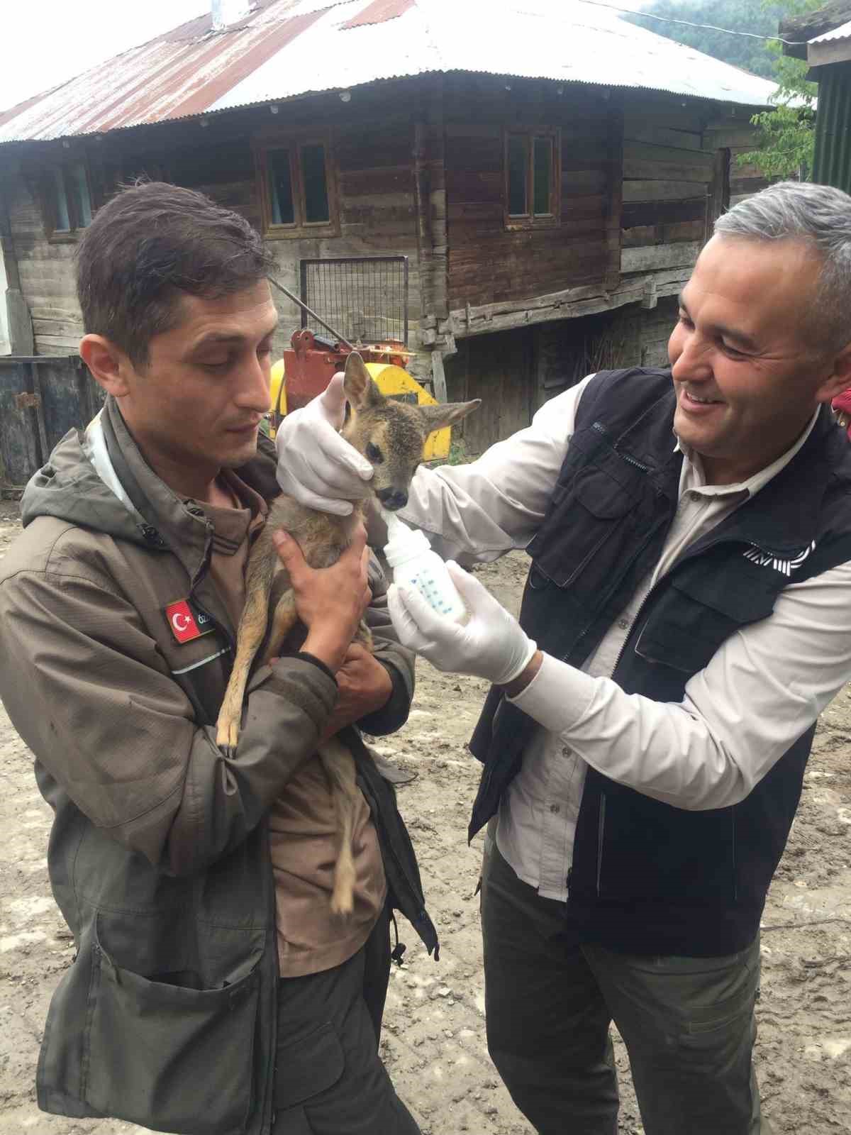BARTIN’DA KÖYLÜLER TARAFINDAN BULUNAN YAVRU KARACA DOĞA KORUMA VE MİLLİ