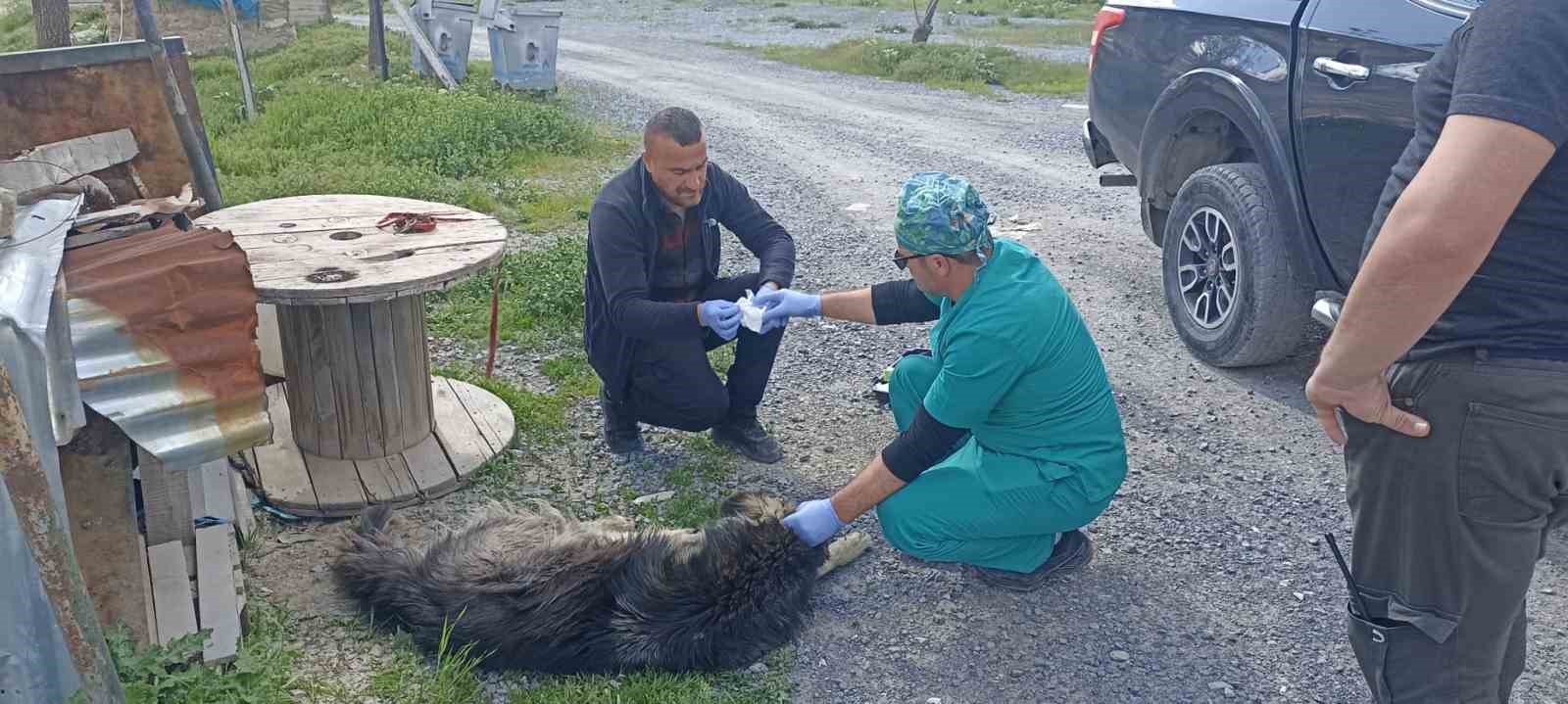 HAKKARİ'DE YILANLARIN ISIRDIĞI KÖPEKLERE BELEDİYE VETERİNER EKİPLERİ MÜDAHALE ETTİ.