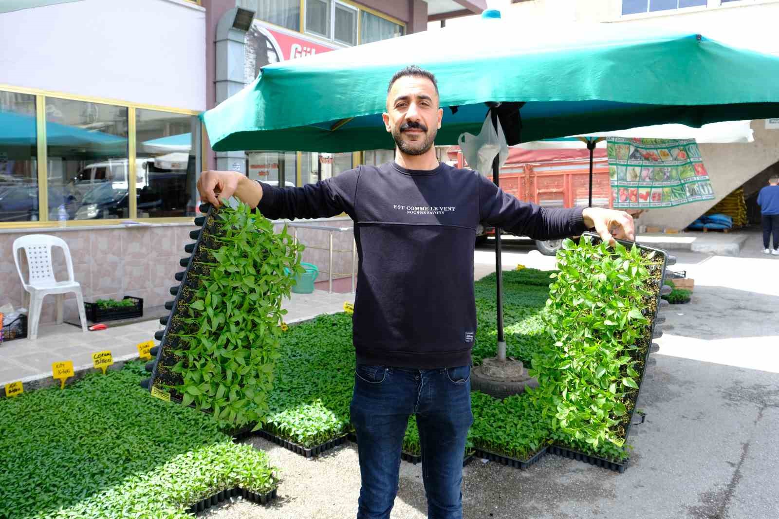 ŞUBAT AYINDA SERALARDA EKİLEN TOHUMLAR İLKBAHARIN GELMESİYLE BİRLİKTE YETİŞMEYE BAŞLADI