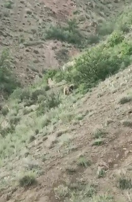 ERZURUM'DA YOL KENARINDA BOZ AYI GÖRÜLDÜ.