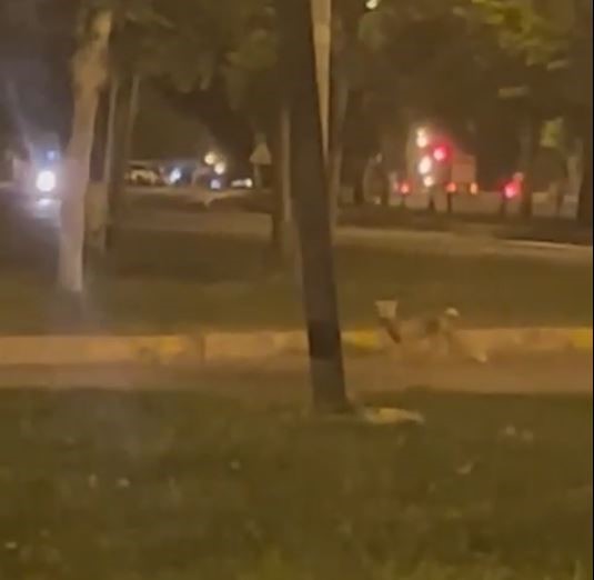 ŞANLIURFA’NIN SİVEREK İLÇESİNDE AKŞAM SAATLERİNDE YOLUNU ŞAŞIRAN TİLKİ ŞEHRE İNDİ,