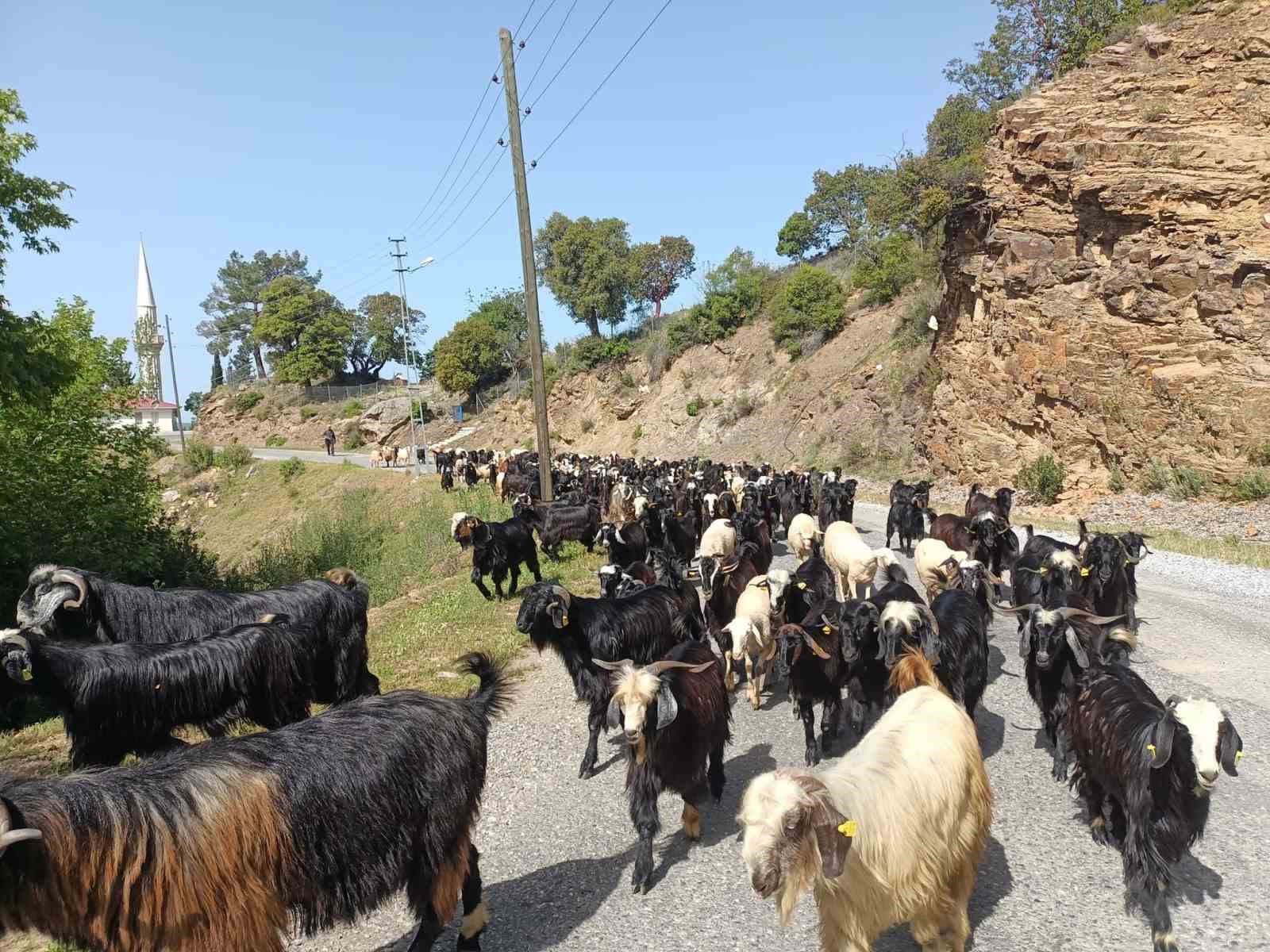GAZİPAŞA’DA GEÇİMİNİ HAYVANCILIKLA SÜRDÜREN SÜRÜ SAHİPLERİ, YAKLAŞIK 5 AY TOROSLAR’IN