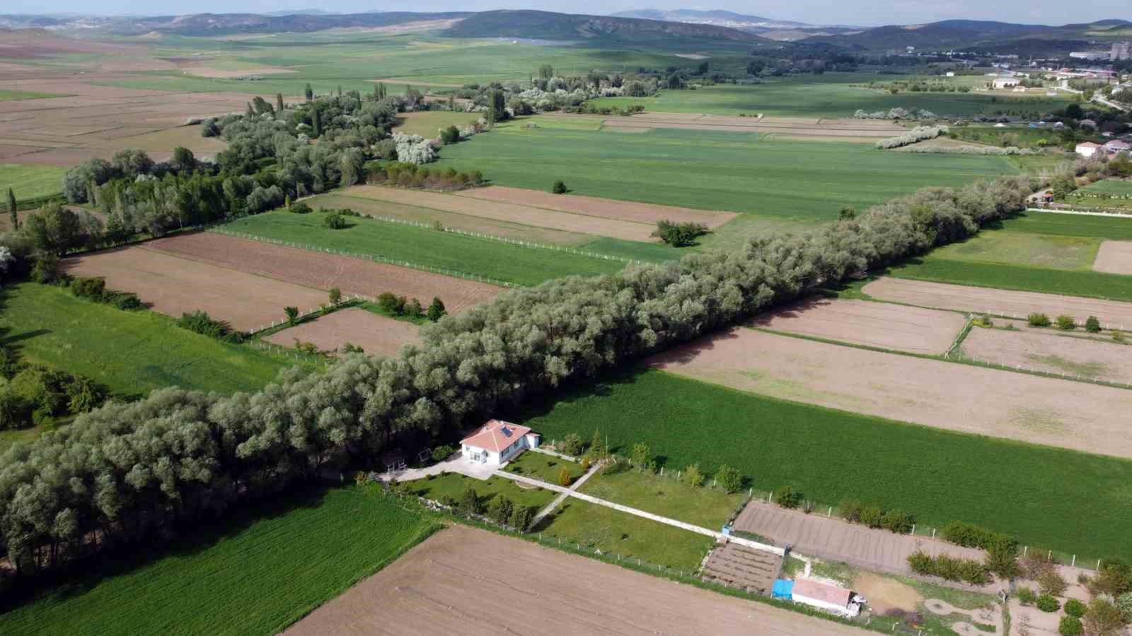 YOZGAT’IN AĞAÇ TÜNELLİ YOLU GÖRENLERİ HAYRAN BIRAKIYOR