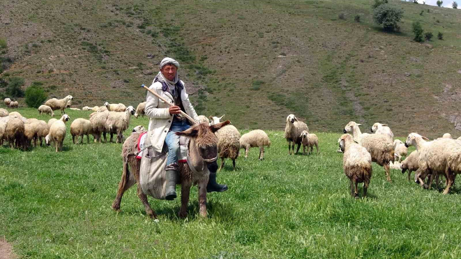 YOZGAT’TA 16 BİN LİRAYA YERLİ ÇOBAN BULUNAMIYOR