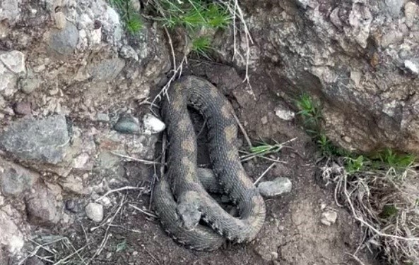 HAKKARİ’NİN YÜKSEKOVA İLÇESİNDE ÖLÜMCÜL ZEHRİYLE BİLİNEN ENGEREK YILANI GÖRÜNTÜLENDİ.