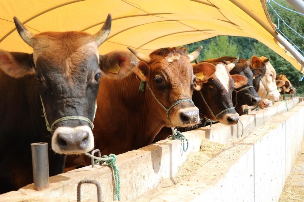 KURBAN BAYRAMI'NIN YAKLAŞMASIYLA ZİNCİR MARKETLERDE KURBANLIK SATIŞI BAŞLADI.