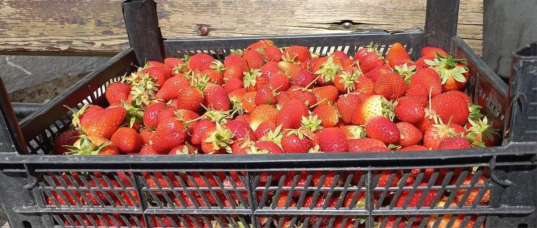 ZONGULDAK’IN ALAPLI İLÇESİNE BAĞLI KÖYLERİNDE ÜRETİCİLER GÜNEŞİN YÜZÜNÜ GÖSTERMESİYLE OLGUNLAŞAN