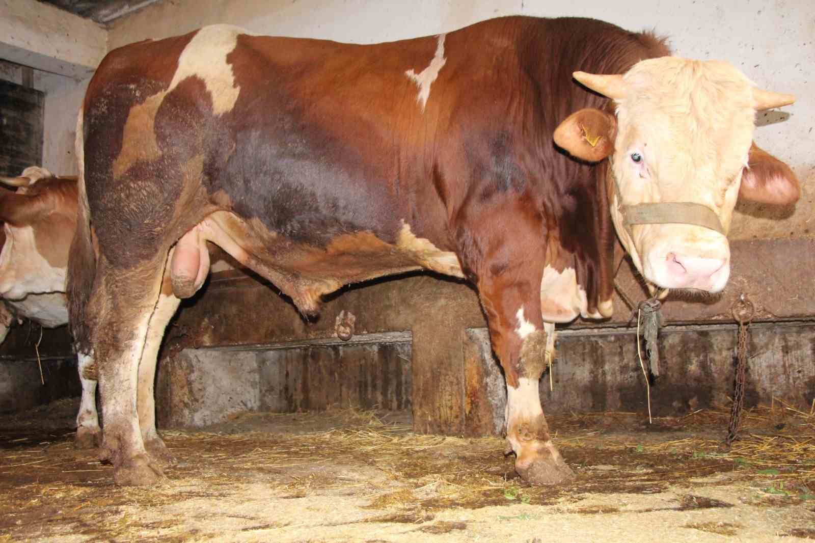 ÇORUM’UN SUNGURLU İLÇESİNDE ‘PAŞA’ ADI VERİLEN 1 TON AĞIRLIĞINDAKİ KURBANLIK