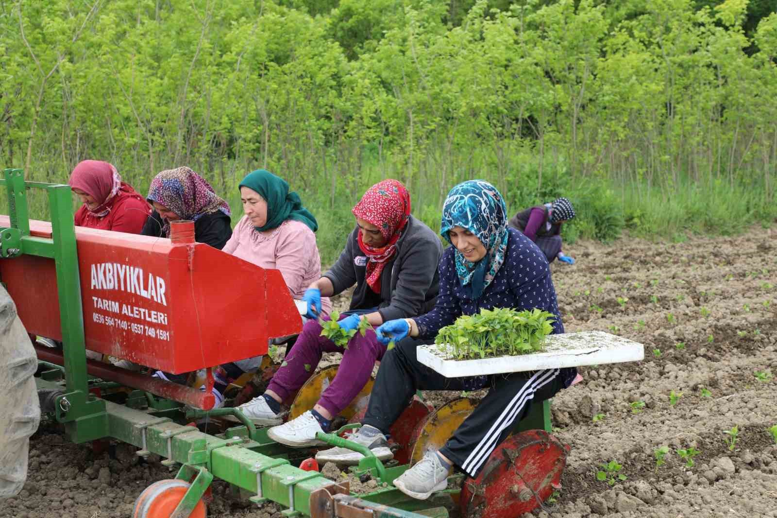 BOLU BELEDİYESİ 100 DÖNÜM ORGANİK SERTİFİKALI TARLADA ÜRETİM BAŞLATTI. YERLİ