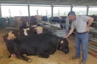 Kurban Bayramı’nı az bir vakit kala hayvan pazarlarında görücüye çıkan