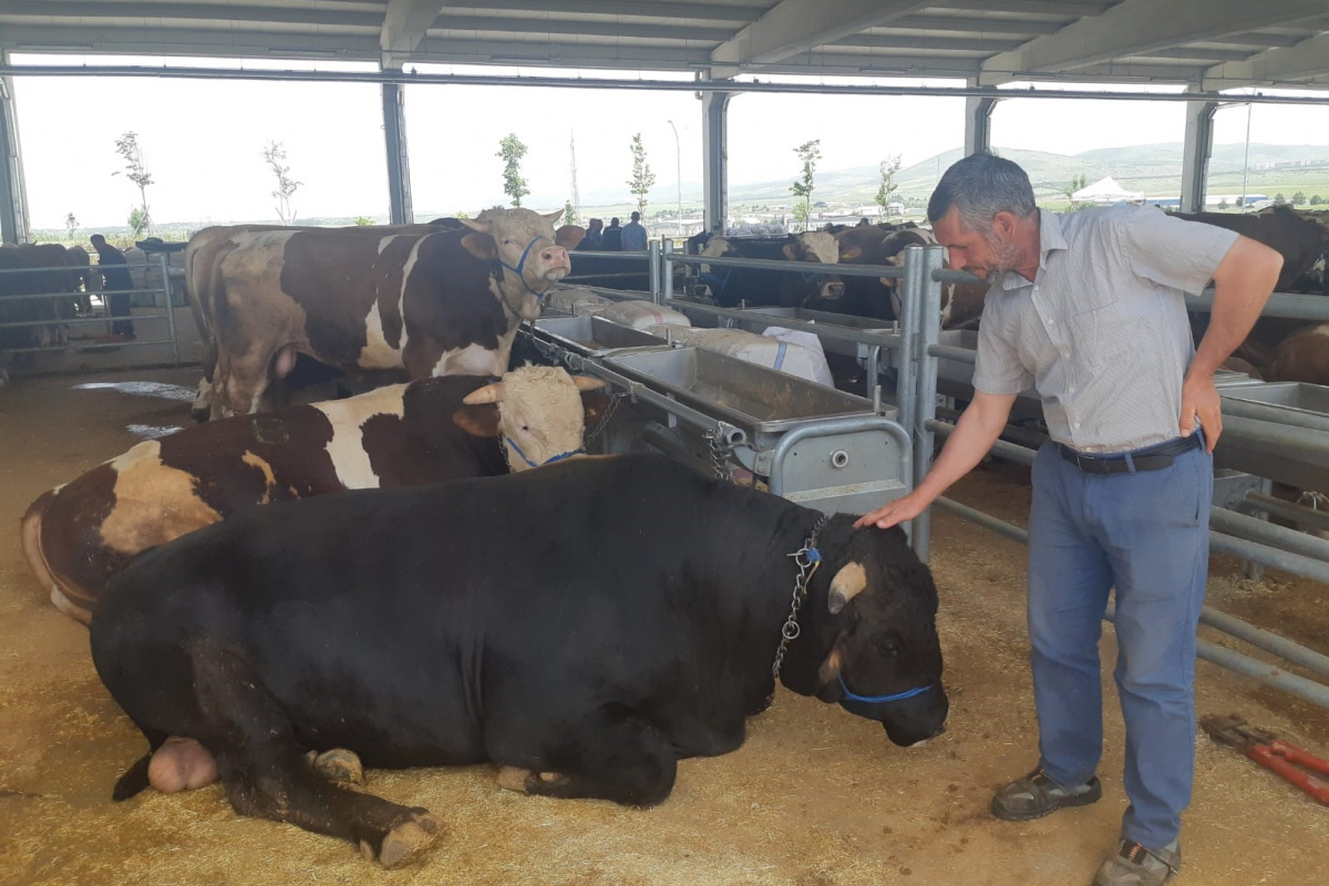 Kurban Bayramı’nı az bir vakit kala hayvan pazarlarında görücüye çıkan