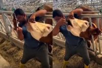 Mersin’in Tarsus ilçesinde kurbanlık çiftliğinde bir ineğe içki içirdiği iddia