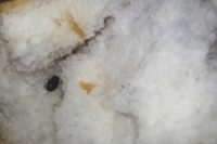 Elazığ’da ekmeğin içinden hamam böceği çıktı. Bir hafta önce yine ekmeğin içerisinde naylon ip çıkarken