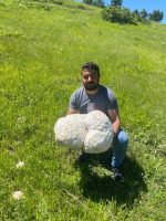Sivas’ın Doğanşar ilçesinde&nbsp;kayayı andıran yaklaşık 13 kiloluk dev mantar görenleri